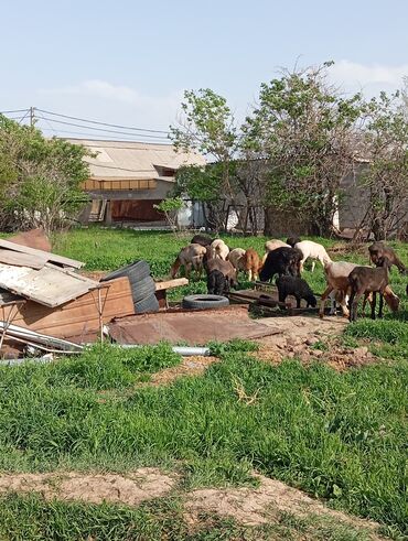 Бараны, овцы: Продаю | Овца (самка), Ягненок, Баран (самец) | Гиссарская, Полукровка, Меринос | На забой, Для разведения, Для шерсти | Племенные, Котные, Кастрированные — 10