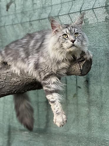 кошк: В нашем питомнике Elsonite подрастают невероятные котята Мейн Кун — — 10