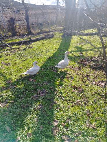 Ördəklər: Salam super damazliq ve kesimlik ucun agir heyvanlardi ag krasnadarlar — 3