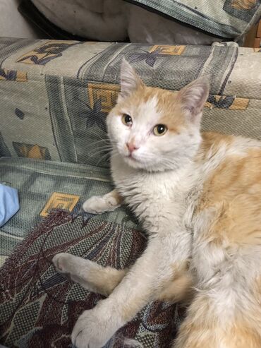 дом кота: Кошка даром: Беспородная, 1 год, Мальчик, Кастрирована, Приучена к лотку, Проглистована