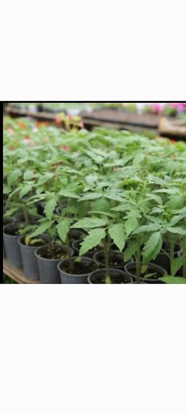 Малина: Саженцы. Питомник. Малина Новый сорт. Ягоды крупные, саженцы тоже — 10