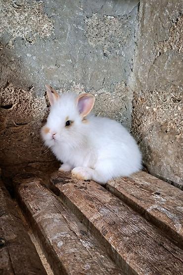 🟠 Ev dovşanı balalarına super endirim kampaniyası. müvəqqəti olaraq 50
