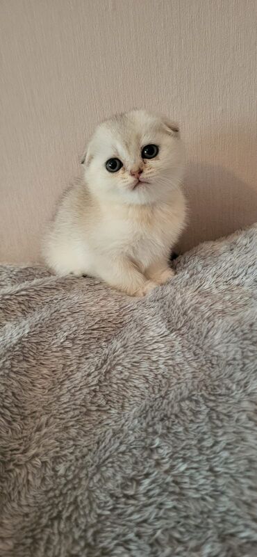 Pişiklər: Şotland uzun tüklü, Ödənişli çatdırılma — 17