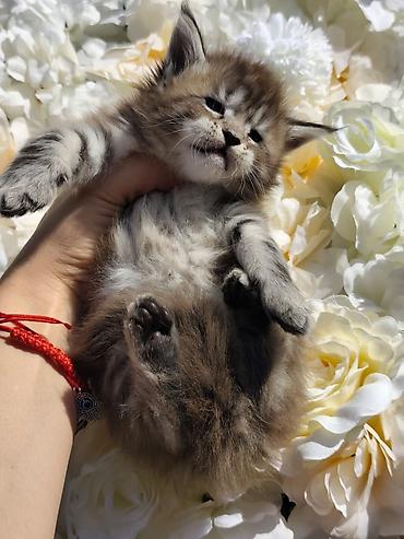 кошка породы мейн кун: Котята мейн-кун!!!❤️❤️💙 Истинная красота рождается там, где природа — 2