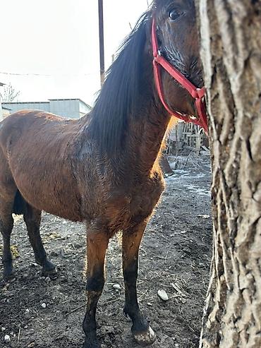 Лошади, кони: Продаю | Кобыла (самка) | Дончак | Мерин — 4