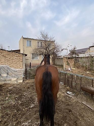 Другие животные: 4 асый . Рост 165 Казан улак жана жер улак бар. Ортонун аты Буттары — 2