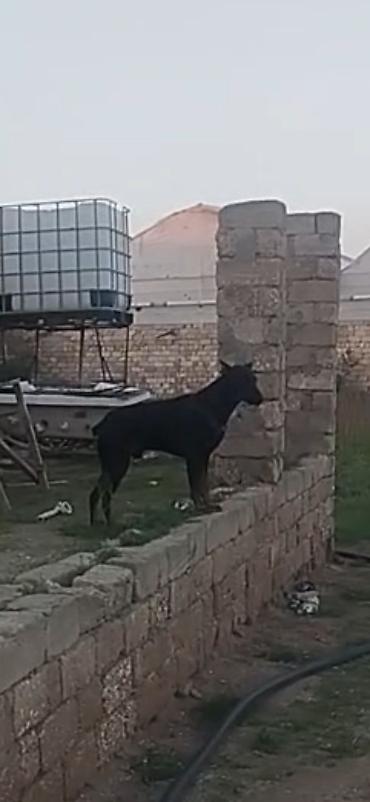 1 aylık doberman: Doberman, 1 il, Erkək — 3