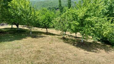 Bağ evlərinin kirayəsi: 200 kv. m, 5 otaqlı, Hovuzlu, Telefon, İnternet, İşıq -da lalafo.az — 12 Bağ evlərinin kirayəsi: 200 kv. m, 5 otaqlı, Hovuzlu, Telefon, İnternet, İşıq — 12