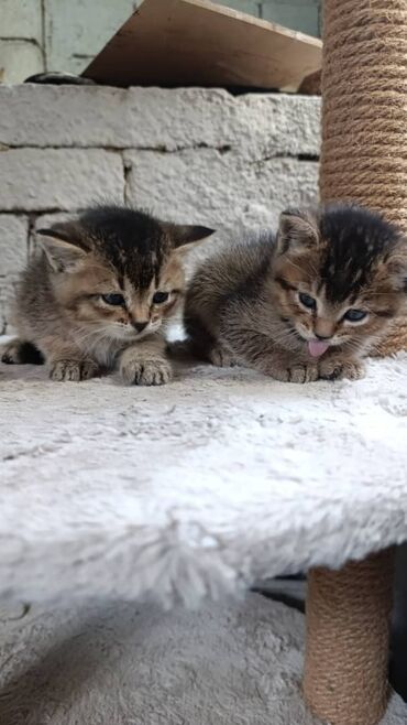 шотландские котята: Скотиш Фолд (Шотландская вислоухая), 1 месяц, Девочка, Серый
