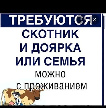 Вакансия: скотник и доярка (возможен вариант для семейной пары)