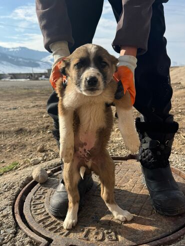 Продажа собак: Кучуктор сатылат Кыргыз доботтун кучуктору сатылат Ысс-Кол областы — 5