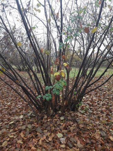 Həyət evləri və villaların satışı: 5 otaqlı, 150 kv. m, Kredit yoxdur, Orta təmir — 7