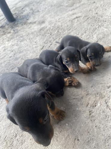 парода швиц: 🐶 Щенки чистопродной таксы — 4 щенка ватсап Продаются 4 — 1