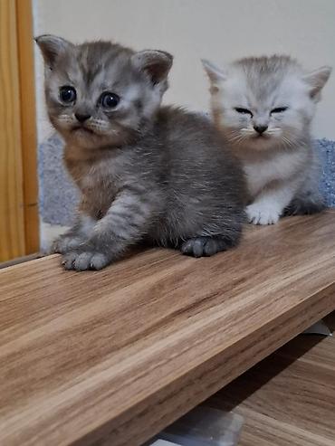 ari mumu: Şotland, Dişi, Erkək, Ünvandan götürmə — 3