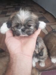 İtlər: Pekines, 1 ay, Dişi, Ödənişli çatdırılma — 12