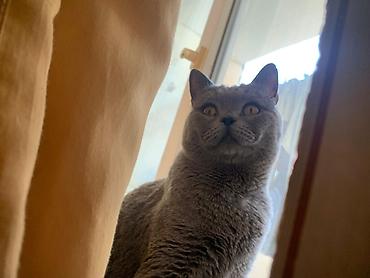 cats az: Britan — 1