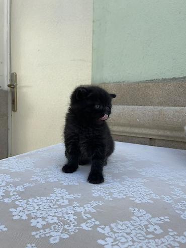 cat ruletka: Britan, Erkək, Yaxşı əllərə, Ödənişli çatdırılma, Ünvandan götürmə — 6