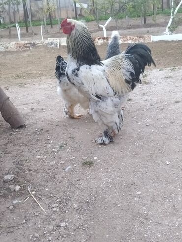 Toyuqlar: Toyuq, Brama, Damazlıq, Ünvandan götürmə