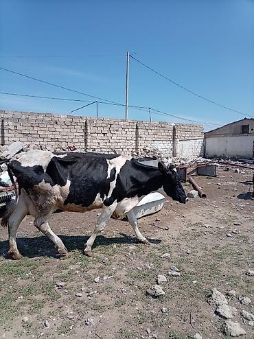 Inəklər, öküzlər: Südlük inək – 4 baş - Cins: qarışıq südlük (qara-ağ və ağ-qəhvəyi — 3