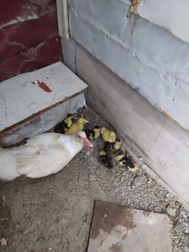 ördək yumurtası satışı: Erkək, | Lal ördək, Damazlıq, Ödənişli çatdırılma