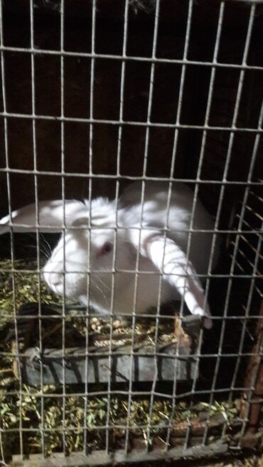 Другое: Крольчата 1.5 - 7 месяца белый серый великаны. фландр. на мясо для