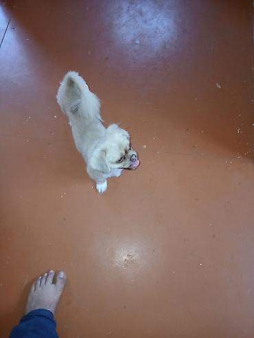 kiçik heyvanlar: Pekines — 1