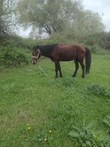 Atlar: Erkək, il: 5, Ünvandan götürmə — 4