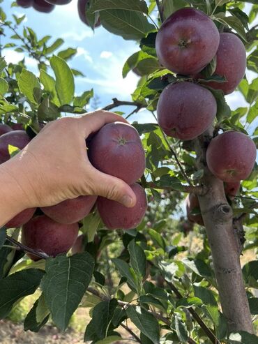 Яблоки: Яблоки — 6