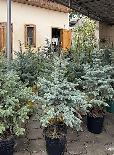 продам виноград на вино: Продаются пышные голубые ели (елки) От 1 до 1,5м🌲 Местные 🏔️ Для — 5