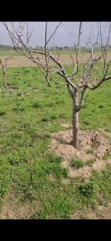 садовые розы: Саженцы : Слива