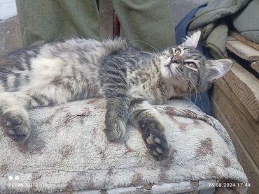 кошки бенгальские: Прелестный котёнок мальчик ищет новый дом и любящих хозяев, возраст 9