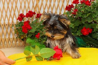 Psi: Yorkshire terijeri (Yorkie) – štenad Na prodaju preslatka štenad mini — 2