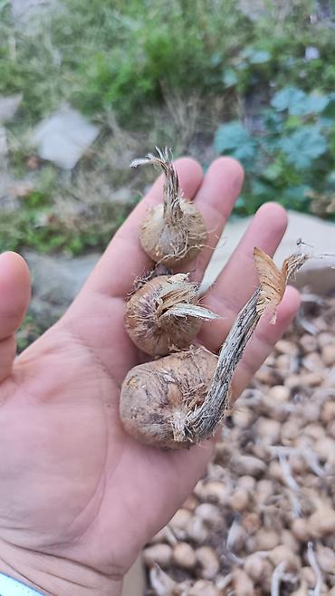 dibçək güllərinin satışı: Produkt: Zəfəran/ (Crocus sativus) soğanaqları İri və qarışıq ölçüdə — 1