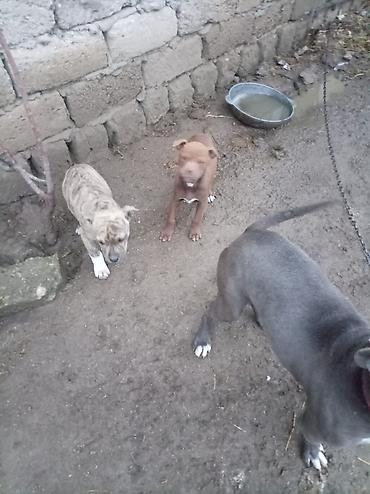 İtlər: Pitbul, 2 ay, Dişi — 11