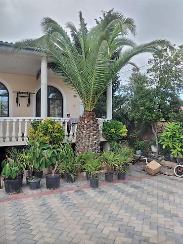 Деревья: Xurma (xurma xurması) və fan xurma (Washingtonia/Trachycarpus tipli) — 3