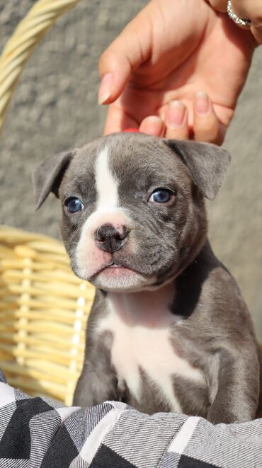 Продажа собак: Американский булли, 1 месяц, Самец, С родословной, С прививкой — 9