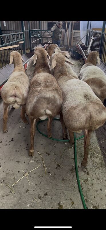 Бараны, овцы: Продаю | Ягненок, Баран (самец) | Арашан | Для разведения | Племенные at lalafo.kg — 6 Бараны, овцы: Продаю | Ягненок, Баран (самец) | Арашан | Для разведения | Племенные — 6