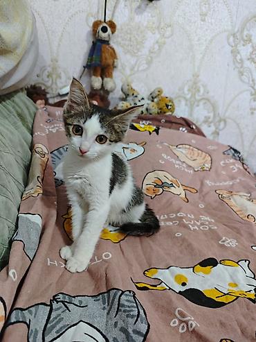 Мышыктар: 3 айлык, Ургаачы, Лотокко барууга үйрөтүлгөн, Курттардан тазаланган, Эмделген — 4