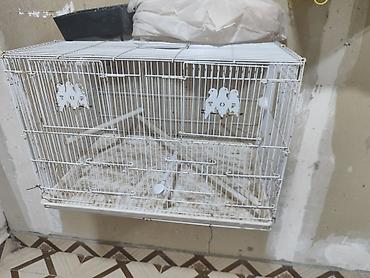 cane corso qiyməti: İki bölümlü qəfəslər quşlar satmışam 5 ədəd qəfəs qalıb. agıllı yem — 6