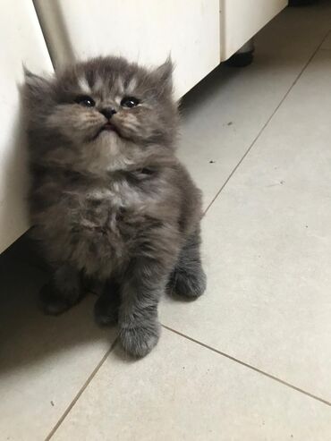 Pişiklər: Şotland yastı qulaq, Erkək, Dişi, Yaxşı əllərə, Ünvandan götürmə, Pulsuz çatdırılma, Ödənişli çatdırılma — 45