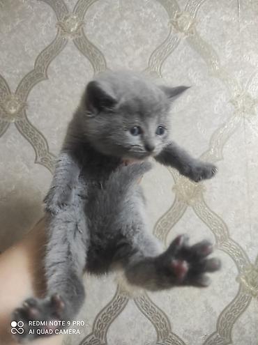 koşka: Britan, Ünvandan götürmə, Ödənişli çatdırılma, Pulsuz çatdırılma — 5