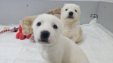 Продажа собак: Щенки Алабая (разные окрасы) - Возраст: около 4-5 недель на фото - — 12