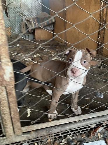 Продажа собак: Щенки с короткой гладкой шерстью, мощным телосложением и широкими — 2