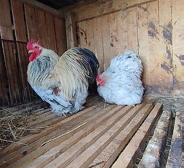 tap az arpa satisi: Karlik koxinler maraqlananlar ( zəng vatsap — 1