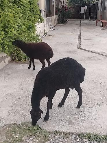Qoyunlar, qoçlar: Dişi, il: 1, Damazlıq, Ünvandan götürmə — 11
