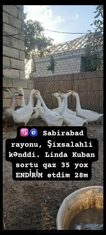 www.toyuq ve cuce yem qablari: Məhsul: Linda Kuban cinsi qazlar Təsvir: - Cins: Linda Kuban — 1
