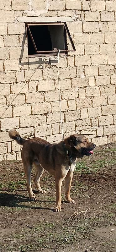 İtlər: Qurdbasar, 1 il, Erkek, Peyvəndli -da lalafo.az — 13 İtlər: Qurdbasar, 1 il, Erkek, Peyvəndli — 13