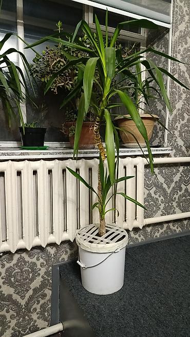 пальма арека: Юкка комнатная в горшке. - Растение с прямым стволом и плотной — 3