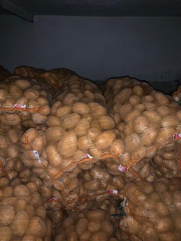 жел бешик: Картофель 2022 года сбора 3.7 тонны 18 сом за кг . Сорт желе из Ат