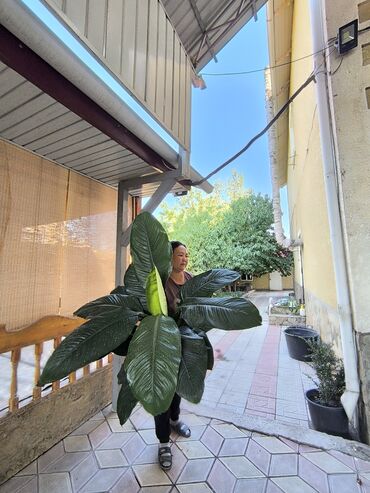 зеркало буу: Крупное комнатное растение — спатифиллум (Spathiphyllum), взрослый